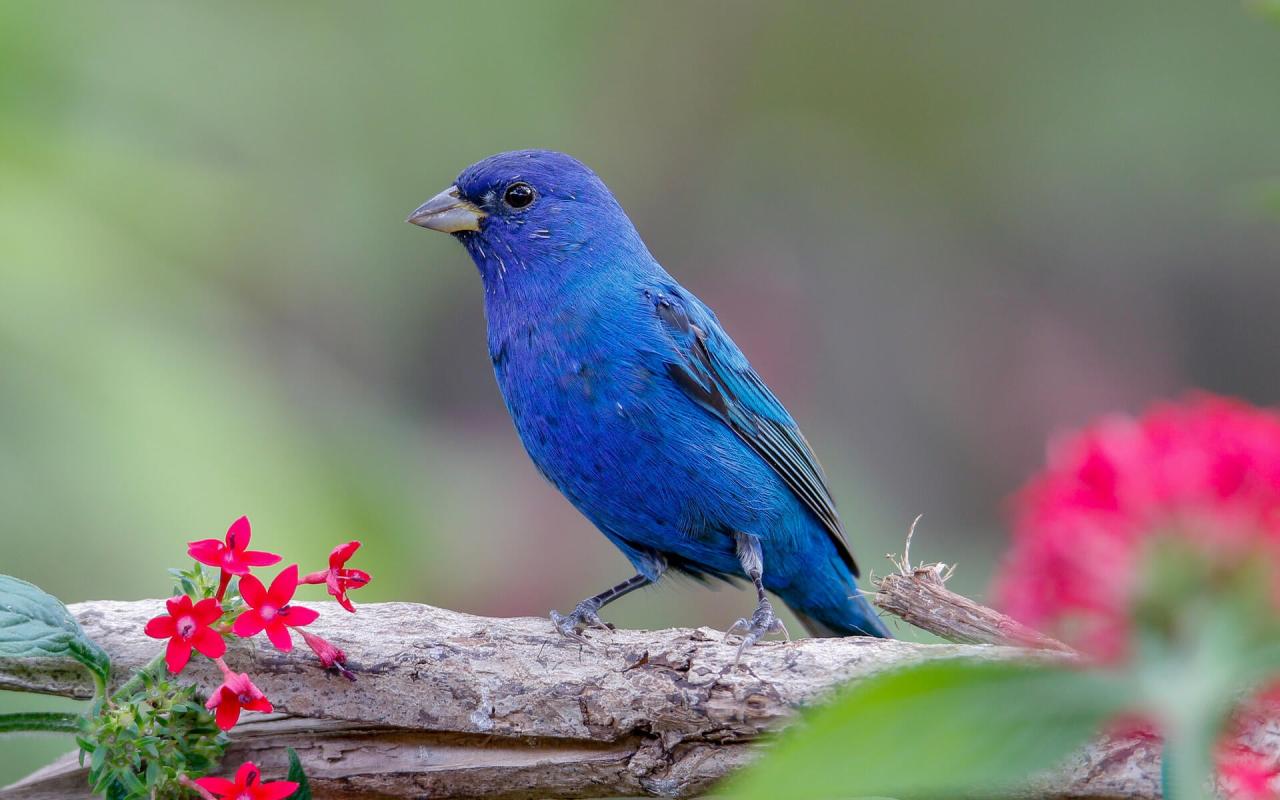 Indigo Buntings: Nature's Living Blue Jewels Seamlessly Blending with the Sky